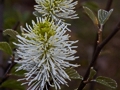 Fothergilla major Red Licorice IMG_9334 Fotergilla większa